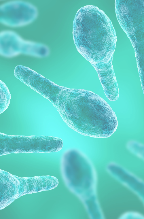 Toxigenic Clostridia graphic