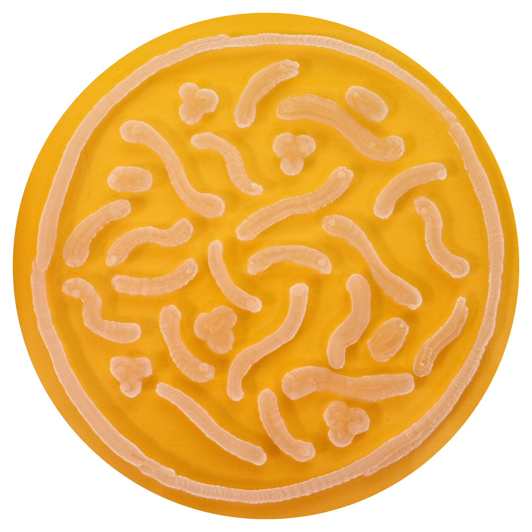 Agar Art for Gut Microbiota Day 23