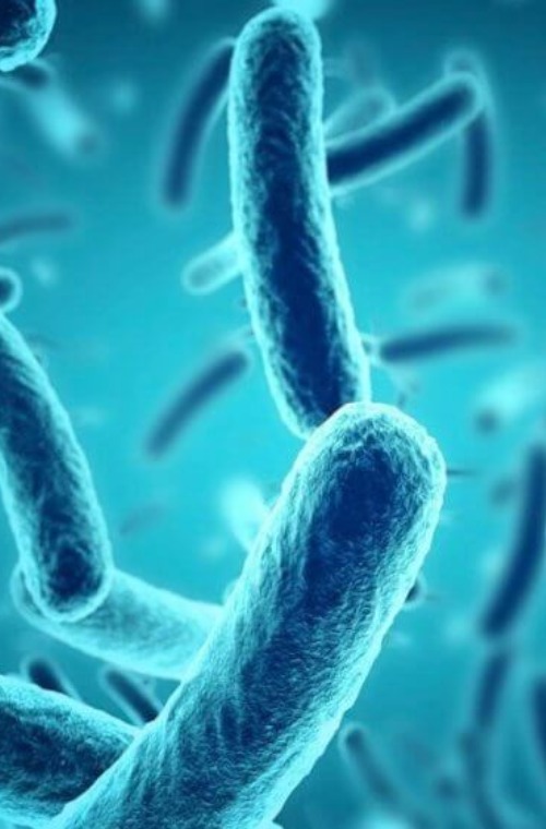 Gut microbiota graphic