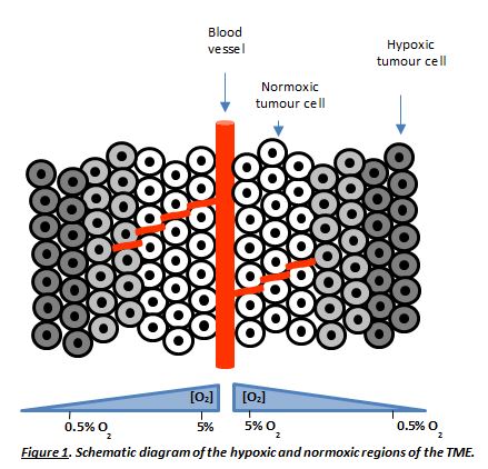 Schematic diagram of the hypoxic and normoxic regions of the TME