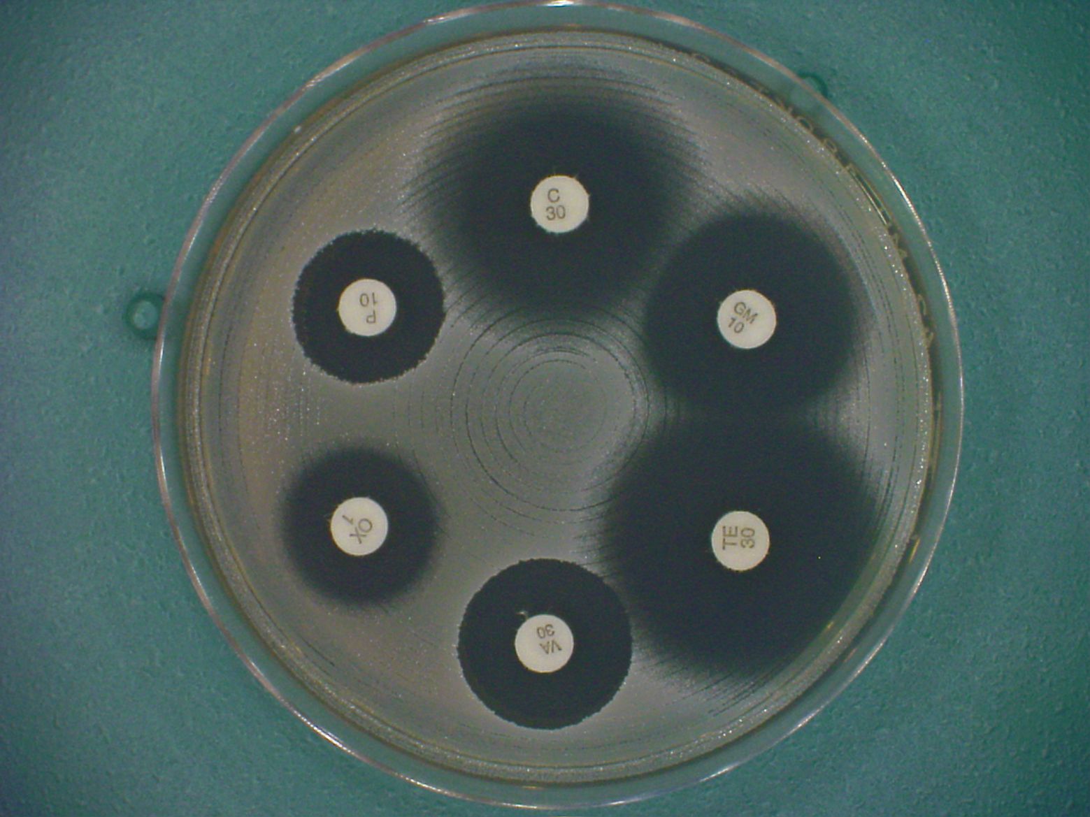 Disk diffusion plate