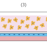 Be-transflow cells seeding