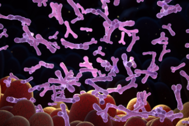 The Missing Microbes: Why Probiotics Need Global Diversity
