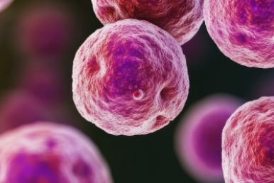 Chlamydia bacteria visual