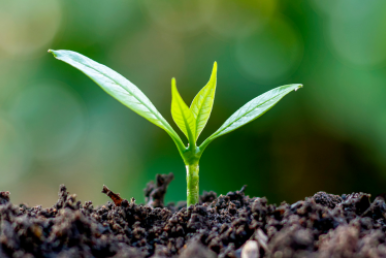Clostridioides difficile: How safe are retail garden products?