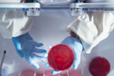 Microbiologist inside anaerobic cabinet checking bacteria growth on petri dish