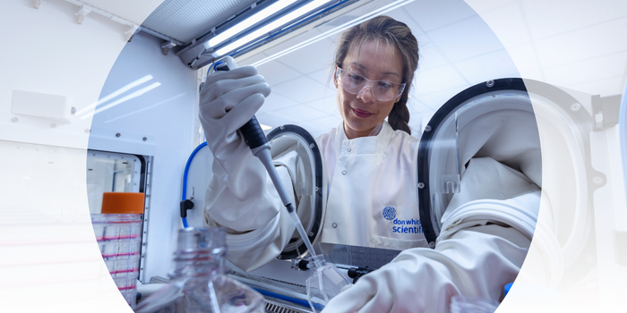 Cell Culture Work in Whitley Isolator