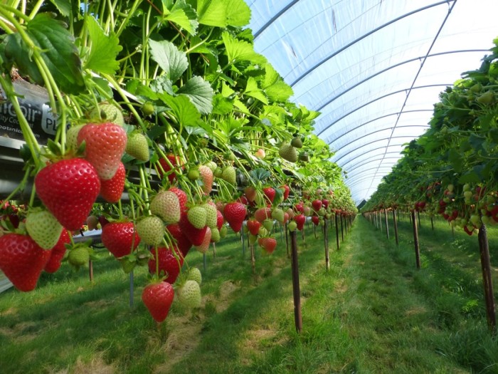 New Media Preparator for Soft Fruit Growers Edward Vinson Ltd