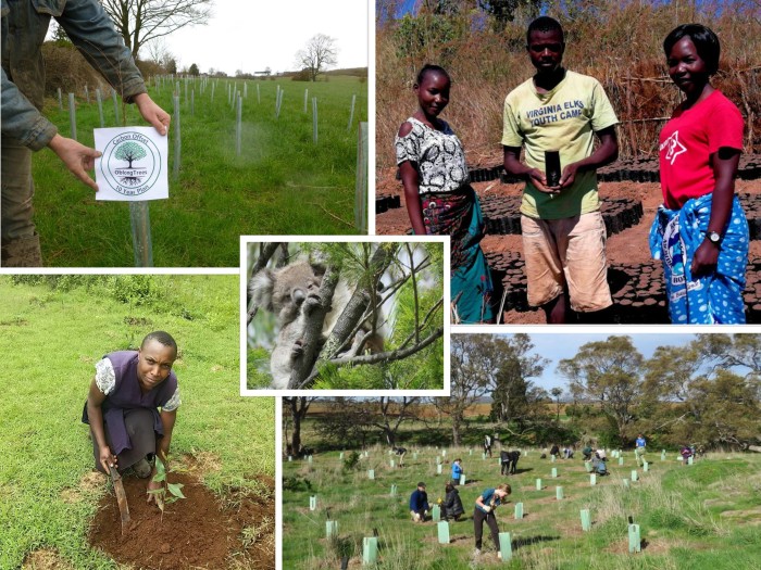 4,000 Trees Planted on Behalf of DWS in 2020
