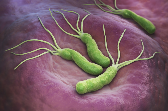 Perfect Workstation For Your Helicobacter Pylori