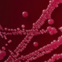 DWS Travel Grant Awardee Presents Clostridioides difficile Research in Belfast