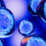 Stem Cells