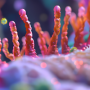 Gut Microbiome