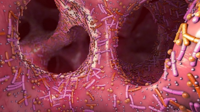 The human gut microbiome