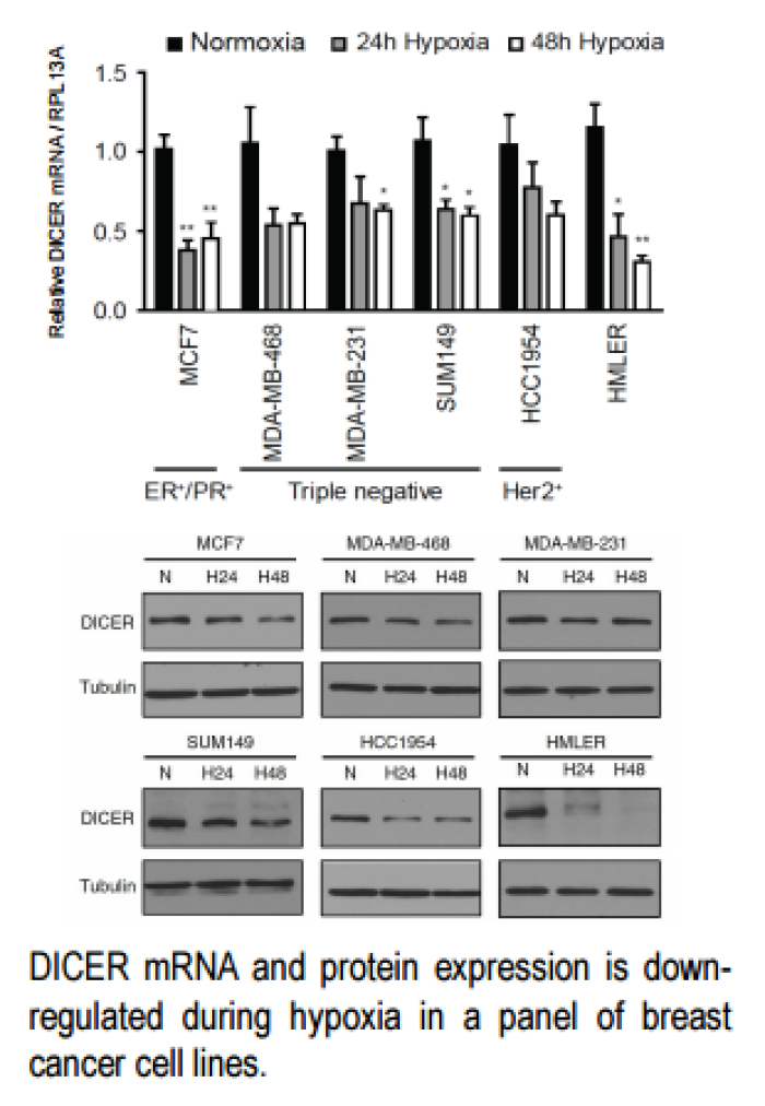 Are your cells holding their breath?